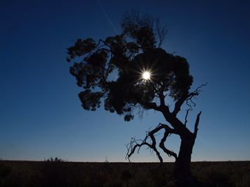 いのちひかる いのちひかる