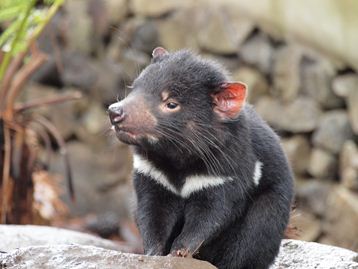 tasmania devil@ conservation park tasmania devil@ conservation park