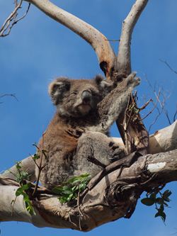 Koala1